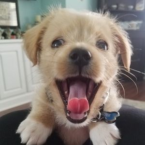 Meet your Posher, Christie